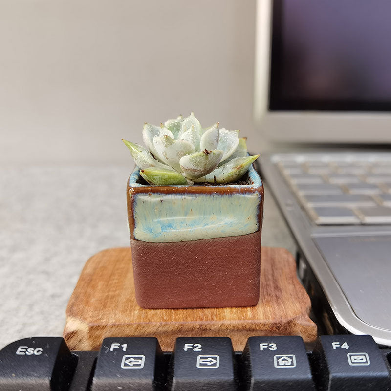 Square Desktop Succulent Pot — view 4